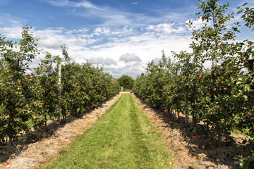 Fototapeta na wymiar Apple Orchard on a bright sunny day