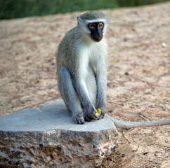 in south africa      wildlife  nature    and   monkey