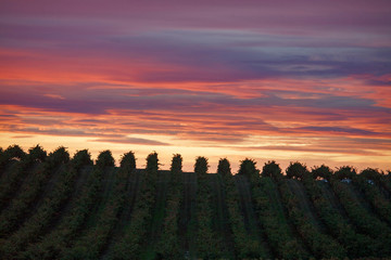 atardecer en el vi&ntilde;edo