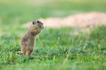 Naklejka na ściany i meble European ground squirrel is endemic to central and eastern Europe