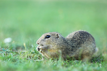 Naklejka na ściany i meble European ground squirrel on meadow - Spermophilus citellus