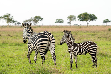 Fototapeta na wymiar Zebra mother and her baby in the African savanna