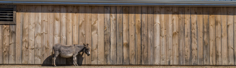 One donkey stands against a barn wall