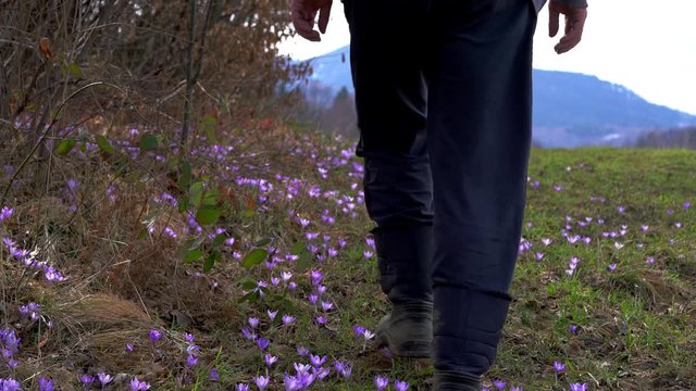 Man goes through field of Spring Crocus - (4K)