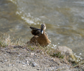 Eine weibliche Ente sucht fressen am See