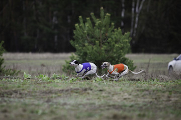 Fototapeta premium Coursing, passion and speed. Whippet dog running in the field. sunny day