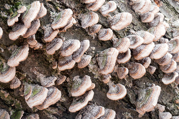 Dining fungi