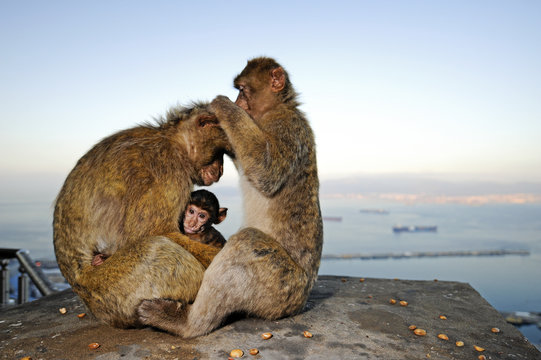 Berberaffen von Gibraltar (Macaca sylvanus) - Barbary macaque
