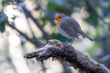 Cute robin bird on the tree branch