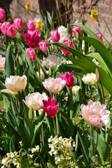 double pink tulips