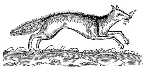 Jumping fox in profile view in a landscape (after a historical woodcut, illustration from the 16th century)