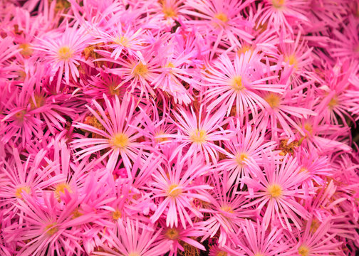Flowering Plant in Aizoaceae Family: Pink Livingstone Daisies or Buck Bay vygies, Ice Plant or carpet weed, and Ruschieaes Flowers. Colorful Blossoming vivid Pink Flower Carpet Background.
