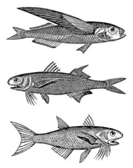 Three different flying fishes (after a historical engraving or illustration from the 19th century)
