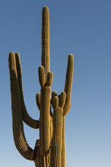 Arizona Saguaro Cactus in the deserts of the western United States