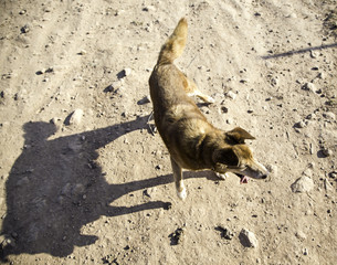 Obraz premium Funny attentive dog