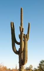 Arizona Saguaro Cactus in the deserts of the western United States