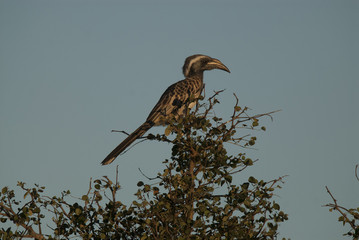  African grey hornbill, Africa