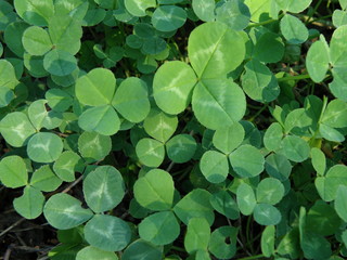 зеленый клевер трава лето природа