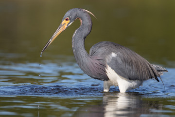 Tri-colored Heron in search of a meal in the shallow waters of the lagoon