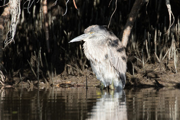 Juvenile night heron sleeping in the shadows of the mangrove trees