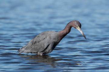 Little blue heron in search of a meal in the shallow waters of the lagoon