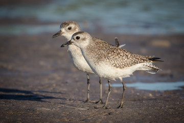 Gray plovers on the shore of the lagoon looking for a meal