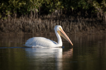 White pelican enjoying a swim with a background of mangrove trees and roots