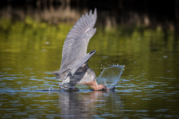 Reddish egret in search of a meal in the shallow waters of the lagoon