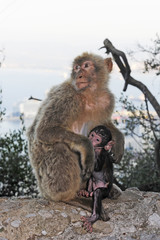 Berberaffe auf Gibraltar (Macaca sylvanus) - Barbary macaque