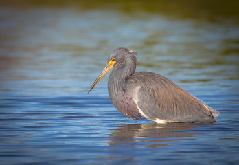 Tri-colored Heron in search of a meal in the shallow waters of the lagoon