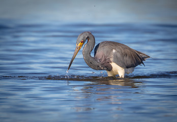 Tri-colored Heron in search of a meal in the shallow waters of the lagoon