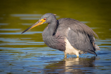 Tri-colored Heron in search of a meal in the shallow waters of the lagoon