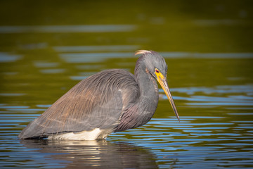 Tri-colored Heron in search of a meal in the shallow waters of the lagoon
