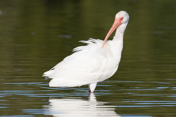 White ibis preening in the shallow waters of the lagoon