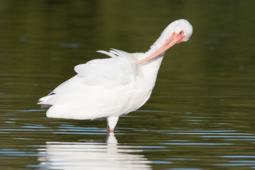 White ibis preening in the shallow waters of the lagoon
