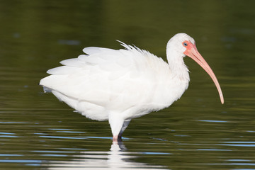 Obraz premium White ibis preening in the shallow waters of the lagoon