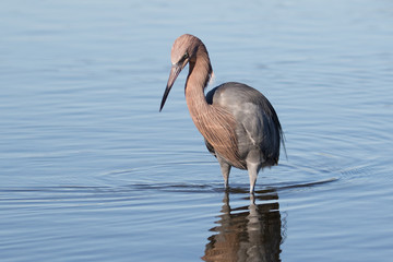 Reddish egret in search of a meal in the shallow waters of the lagoon