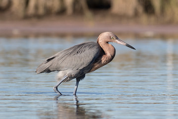 Reddish egret in search of a meal in the shallow waters of the lagoon