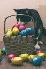 Cat behind a straw basket filled with Easter chocolate eggs wrapped in colorful tinfoil on top of a wooden table