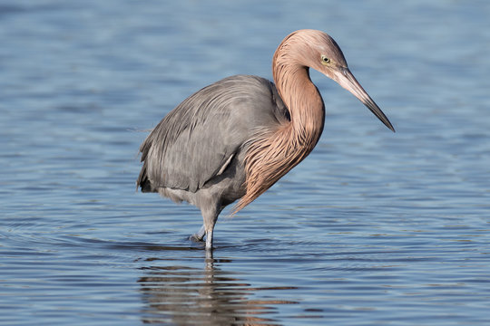 Reddish egret in search of a meal in the shallow waters of the lagoon