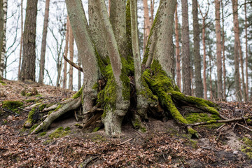 Old mossy tree trunk. Deciduous tree stand in Poland.