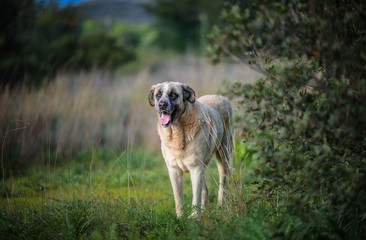 Portuguese Breed - Portuguese Mastiff - Rafeiro do Alentejo