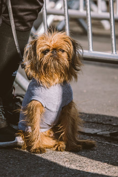 Brussels Griffon dog sitting in sun