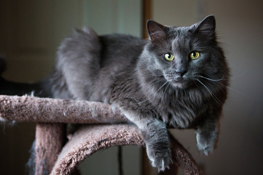 Fluffy long-haired grey cat lounging on cat tree