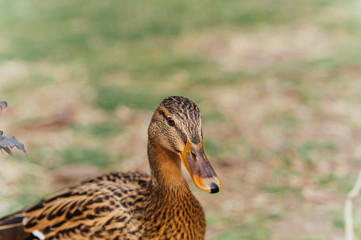 Brown duck in a green field