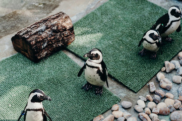Penguins in the zoo