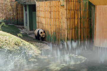 Panda walking around junks in a zoo
