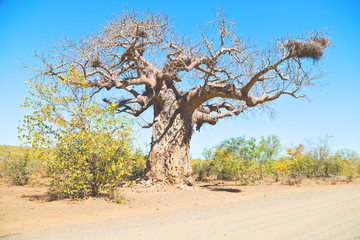    in south africa   street and baobab