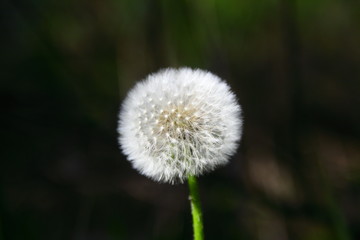 Dandelion seeds in the morning sunlight blowing away across a fresh green background