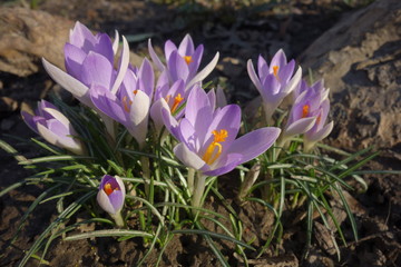 Fresh beautiful violet crocus flowers in the sunlight in spring